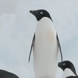 Me. I'm a penguin.